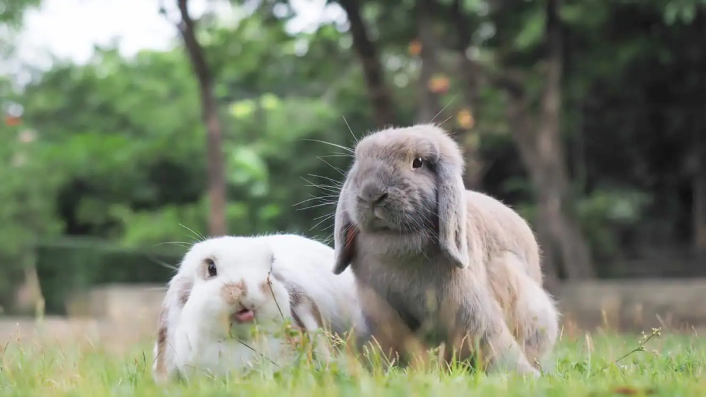 Holland Lop: The Complete Guide to the World’s Most Popular Lop-Eared Rabbit