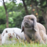 Holland Lop: The Complete Guide to the World’s Most Popular Lop-Eared Rabbit