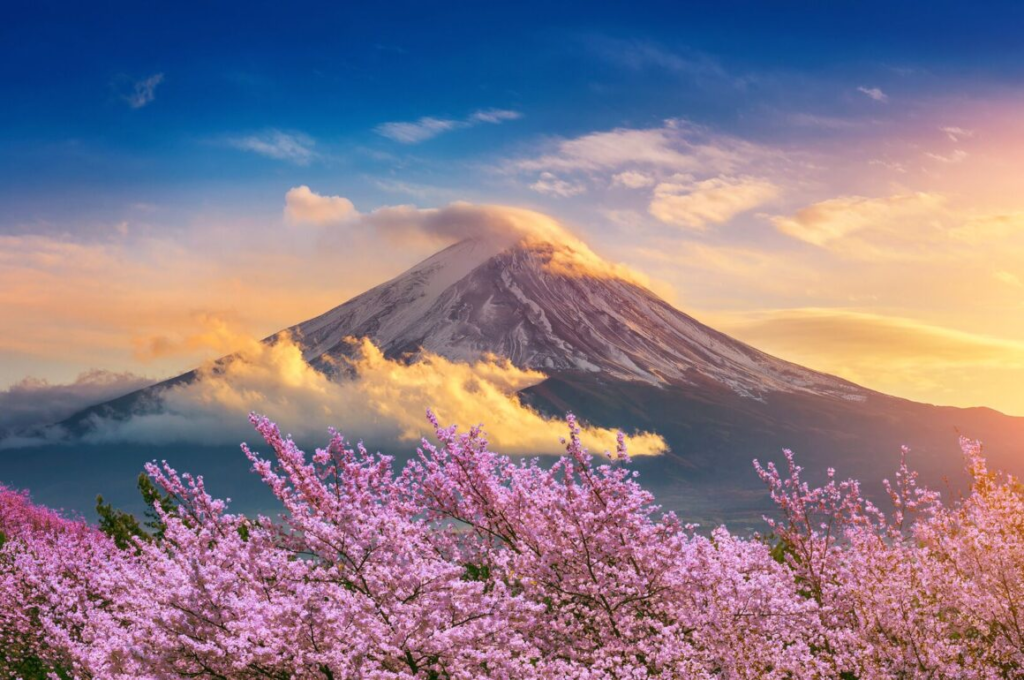 cherry blossom tree