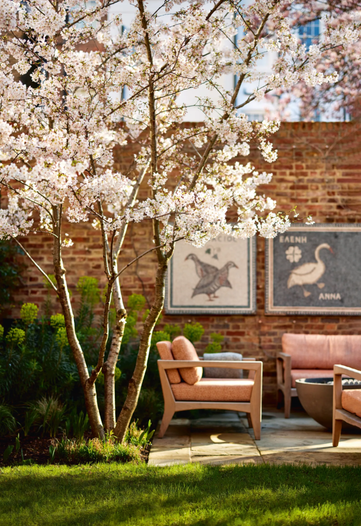 cherry blossom tree